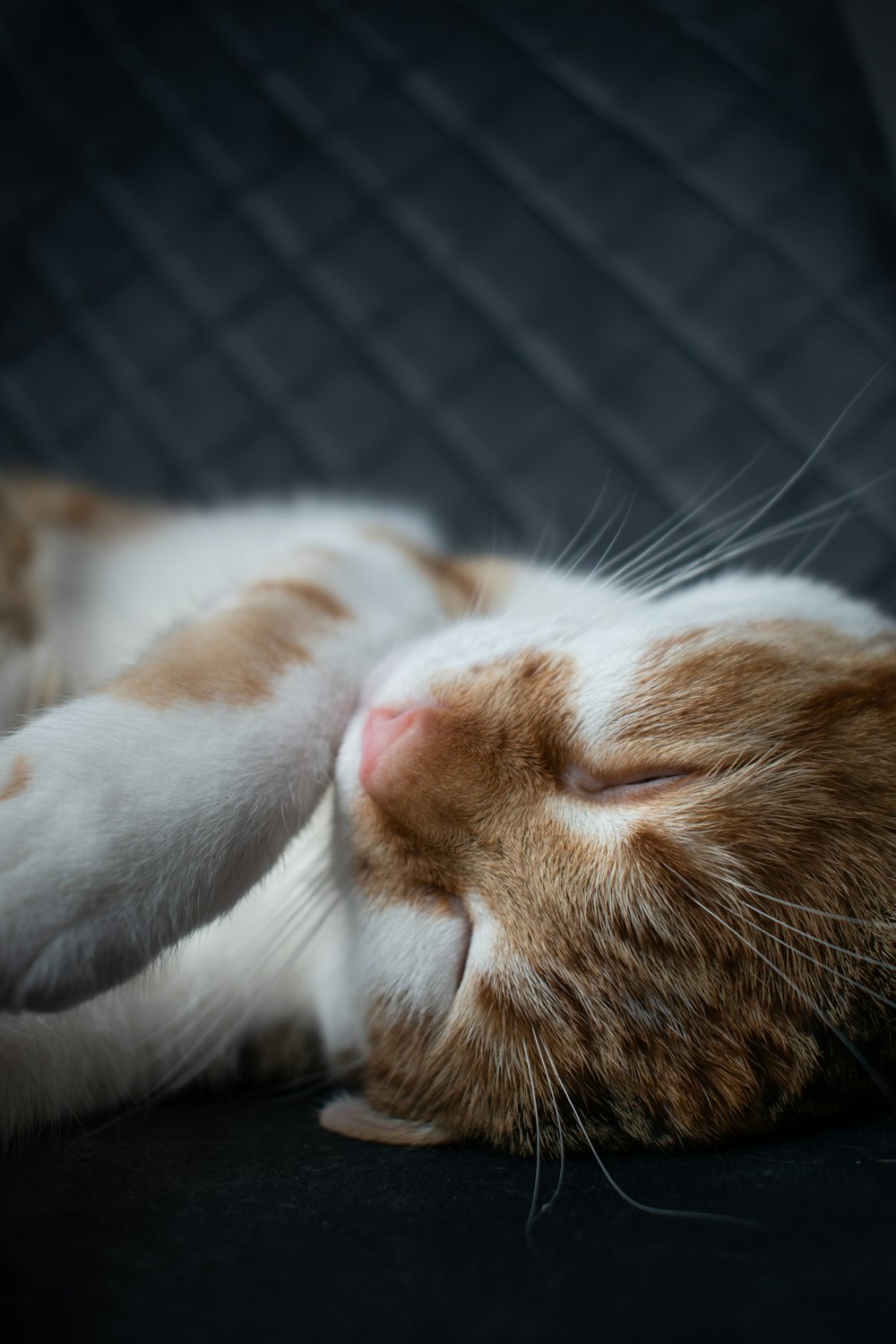 a close up of a cat sleeping on a couch