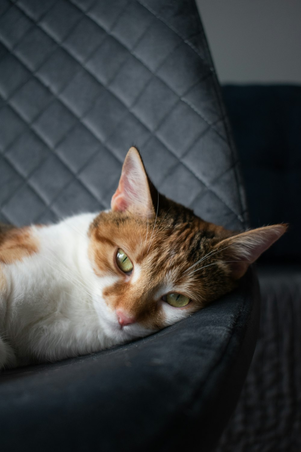 a cat laying on top of a black chair