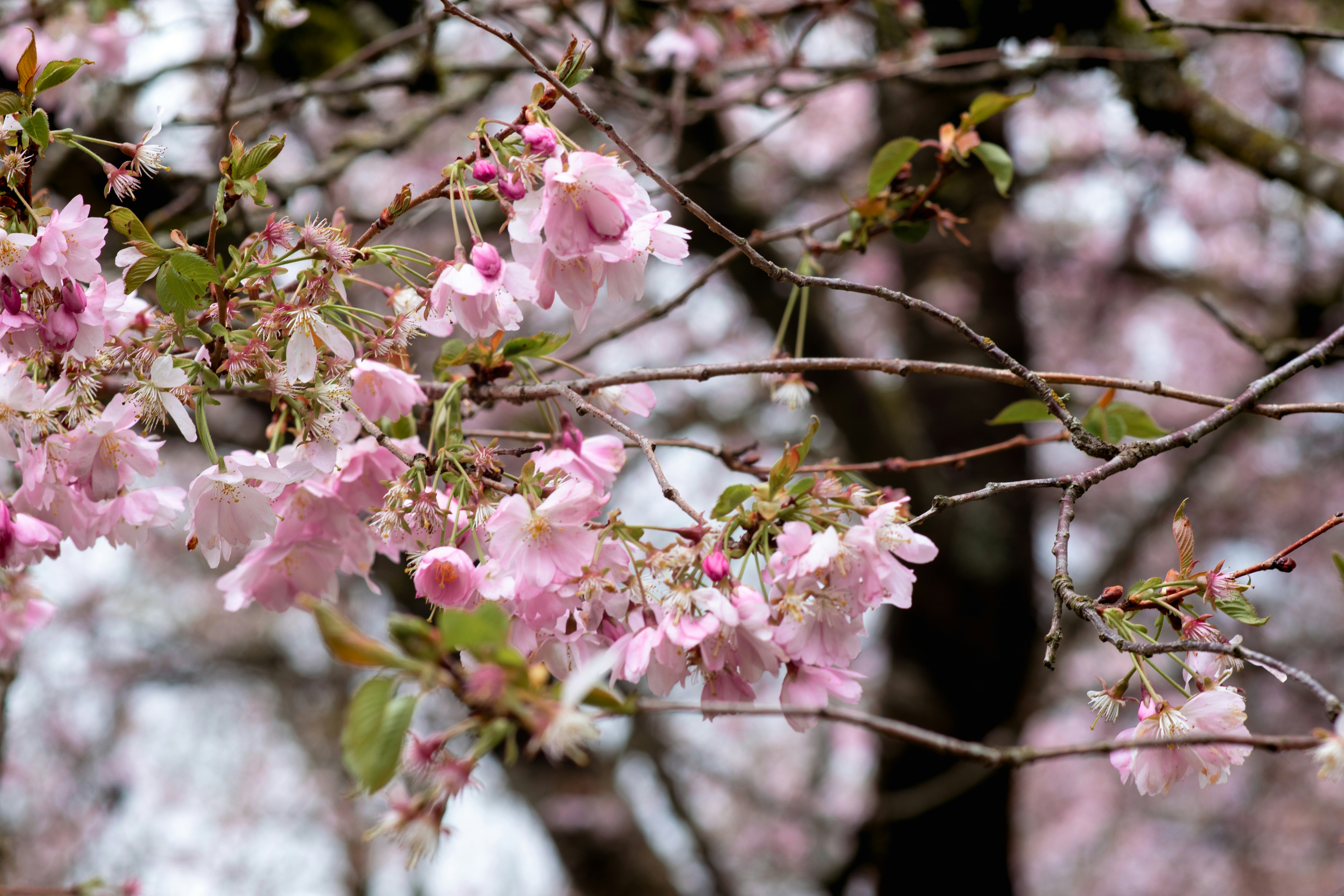 Delicate pink cherry blossom branches in soft morning light