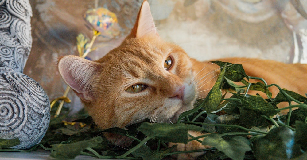 an orange cat laying on top of a pile of green leaves