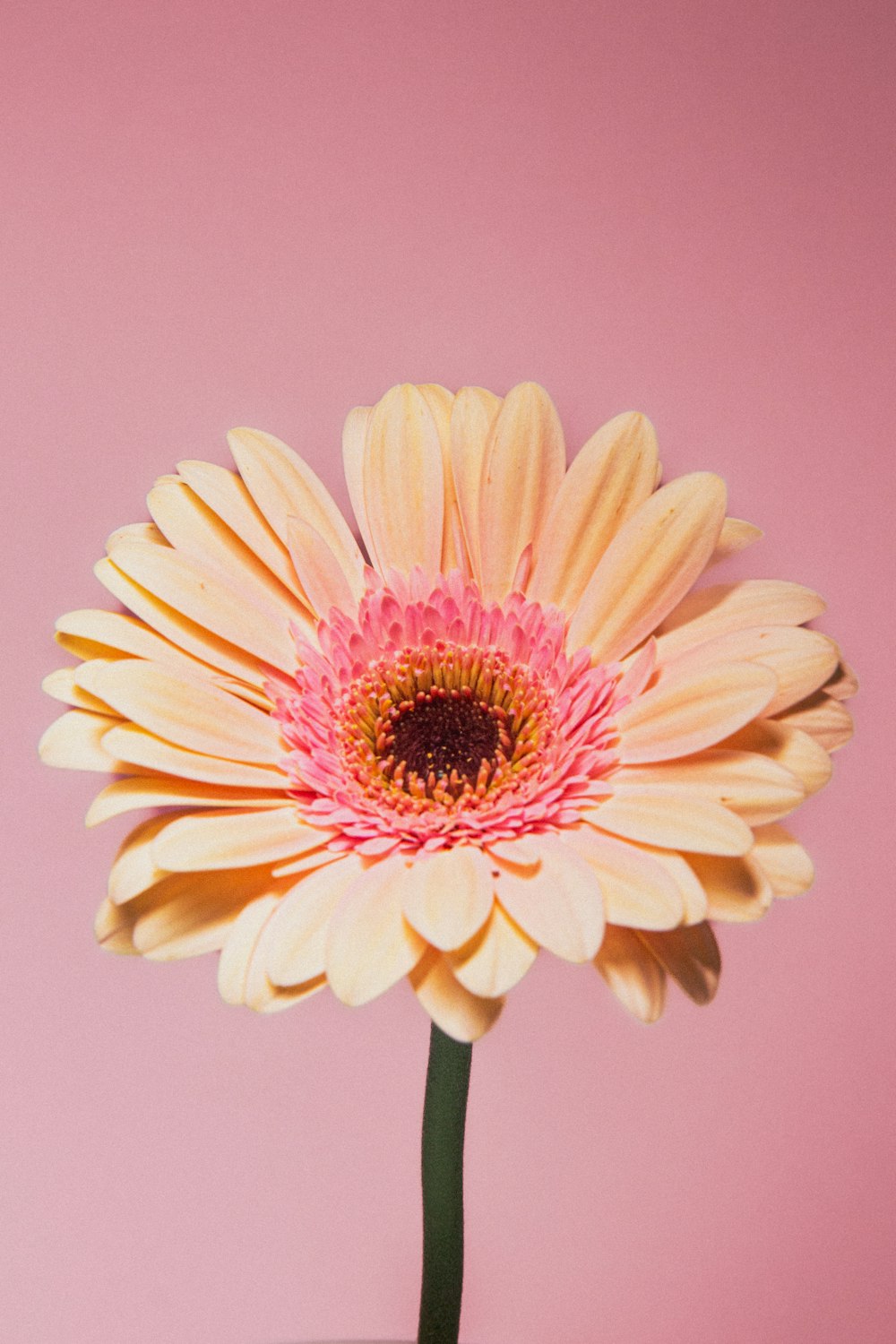 a pink and yellow flower on a pink background