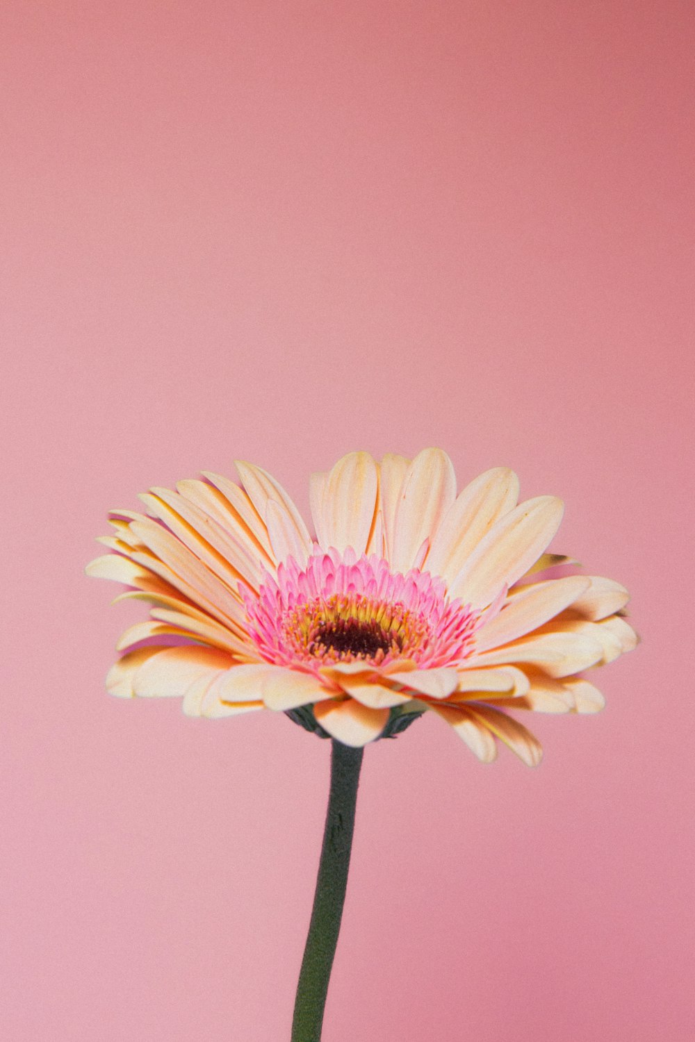 a pink and yellow flower on a pink background