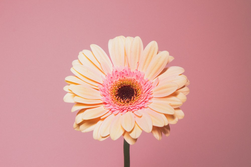 a pink and yellow flower on a pink background