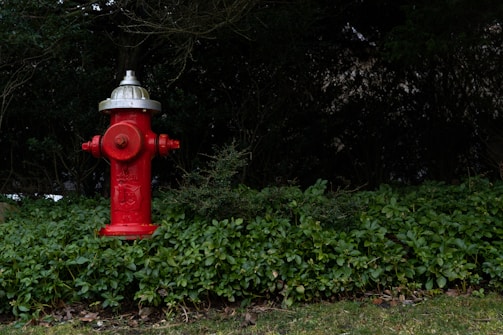 A bright red fire hydrant stands amidst lush green foliage. The hydrant's silver top contrasts with the vivid red color of its body. The surrounding area features various green plants with leaves, creating a natural background.