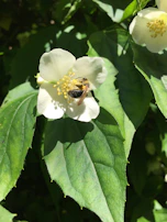 A melipona bee collecting pollen from a deep green forest flower, highlighting eco-luxury nature.