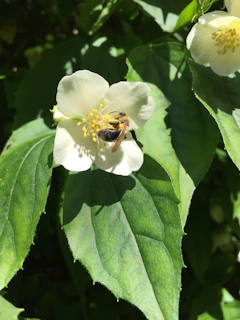 A melipona bee collecting pollen from a deep green forest flower, highlighting eco-luxury nature.