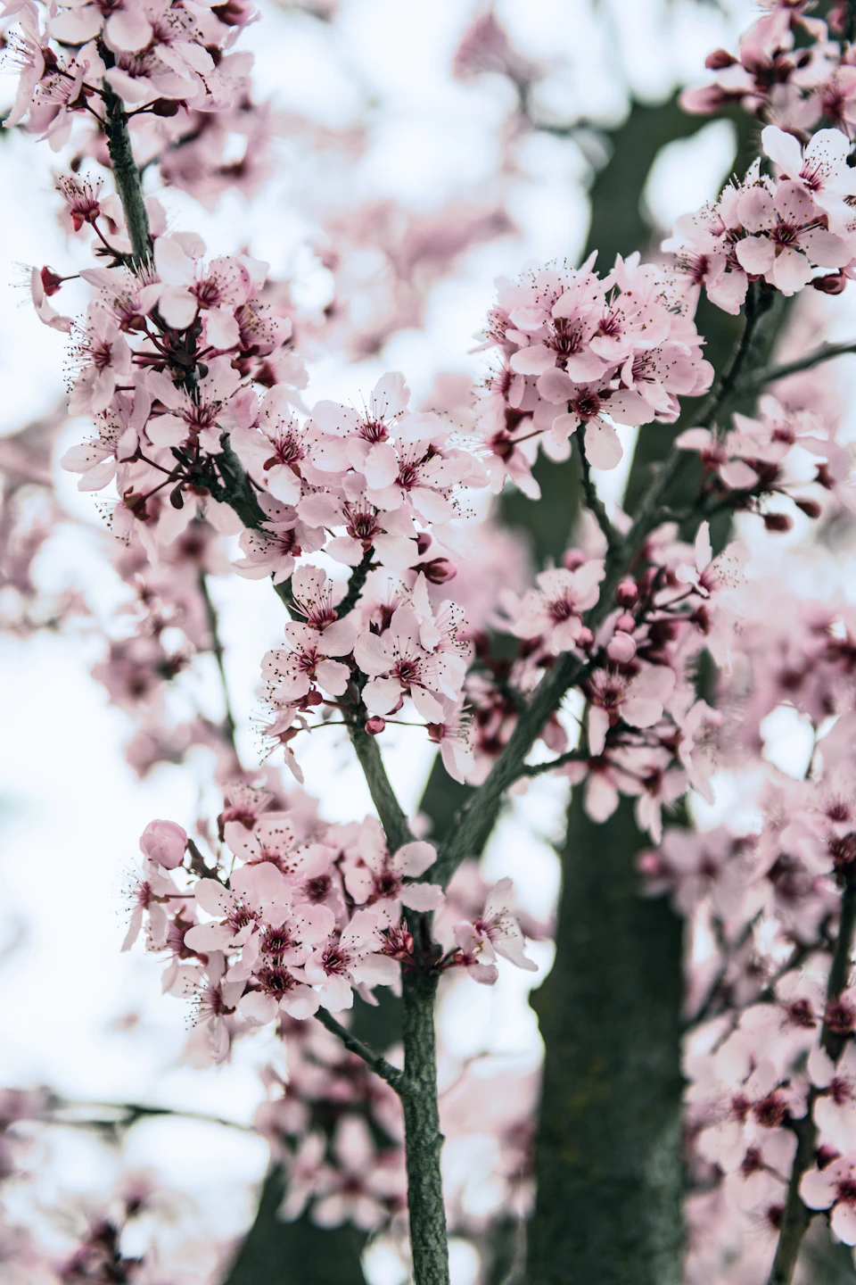 Close-up view of a tree with pink flowers blooming on its branches in full bloom