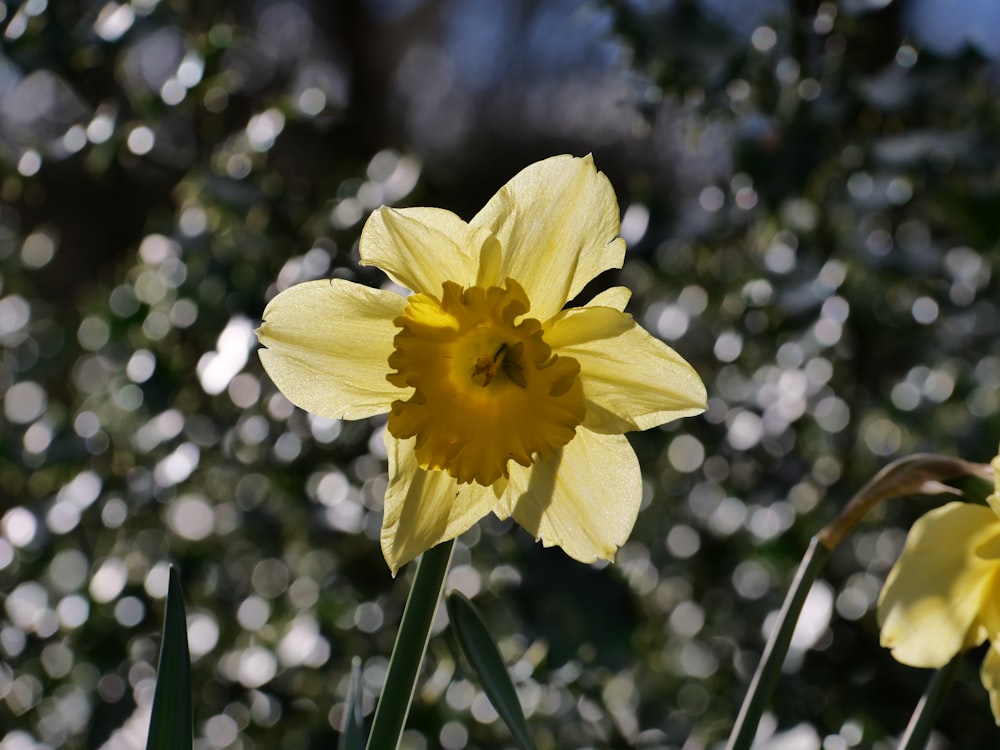 a close up of a yellow flower with a blurry background