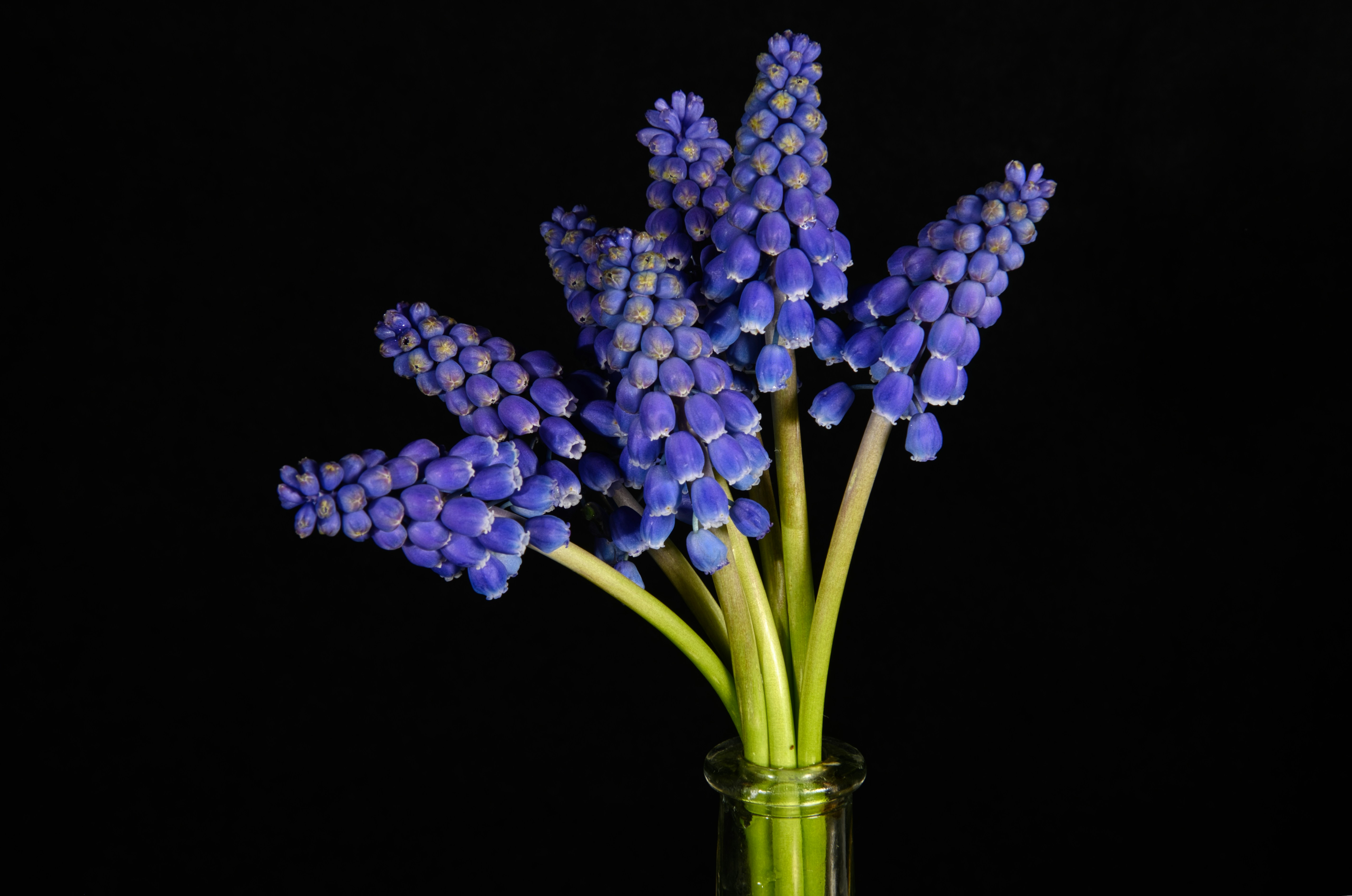 a bunch of blue flowers are in a vase