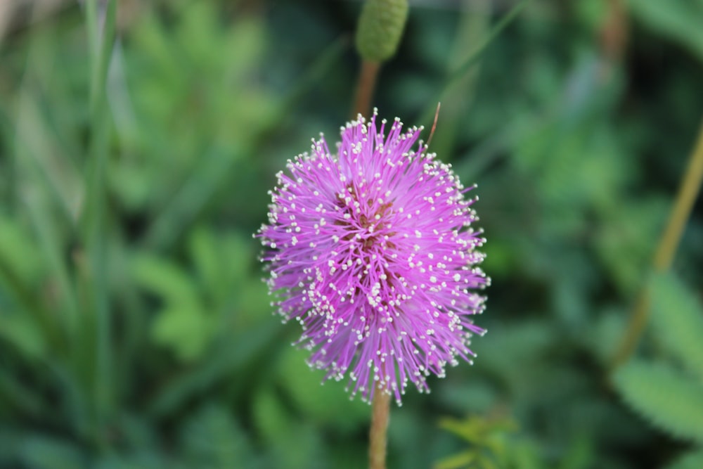 a close up of a purple flower in a field