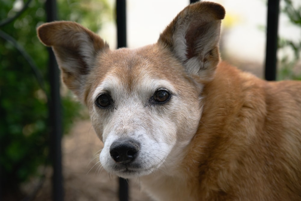 a close up of a dog behind a fence