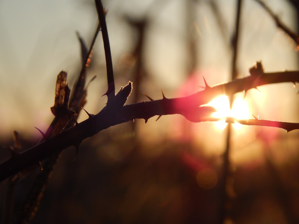 a close up of a barbed wire with the sun in the background