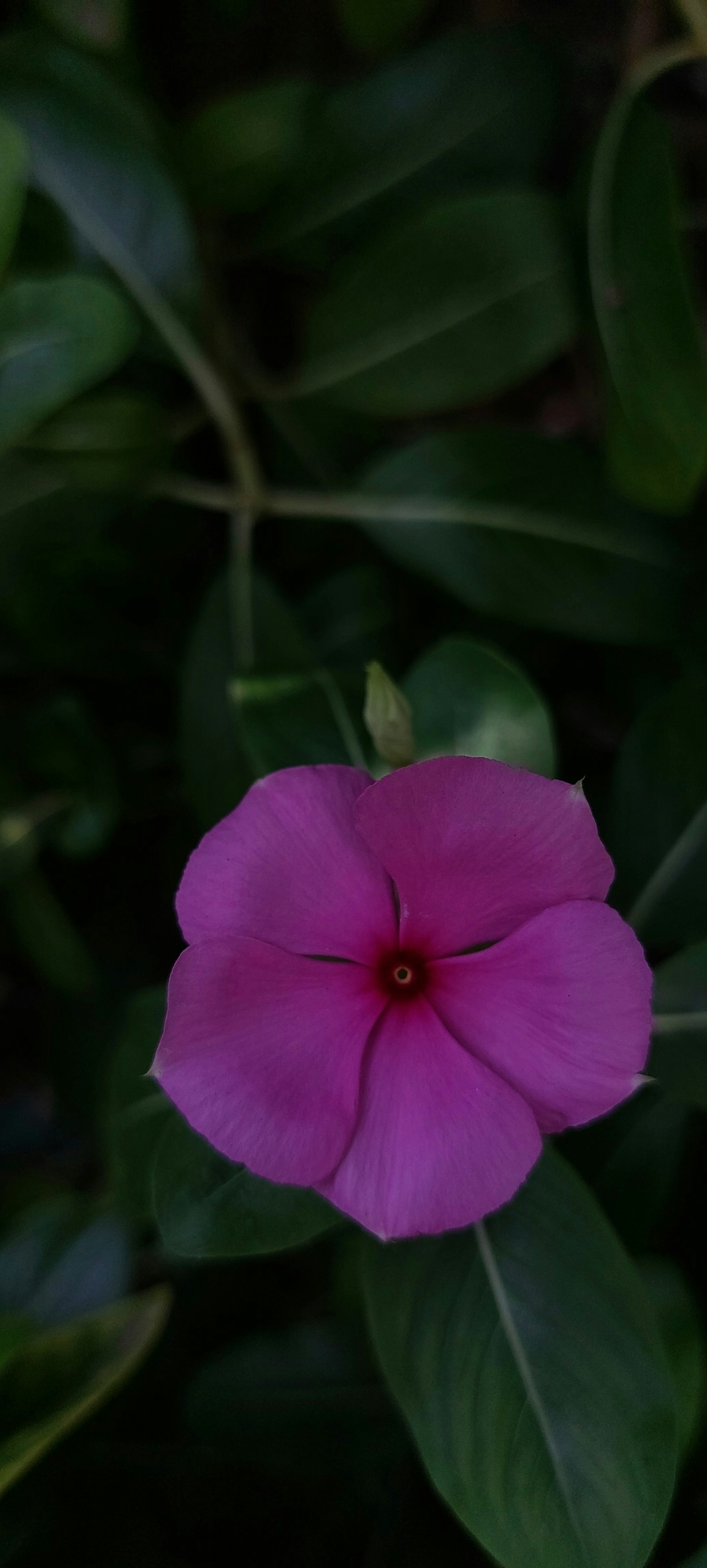 Photo by chit_lumibao