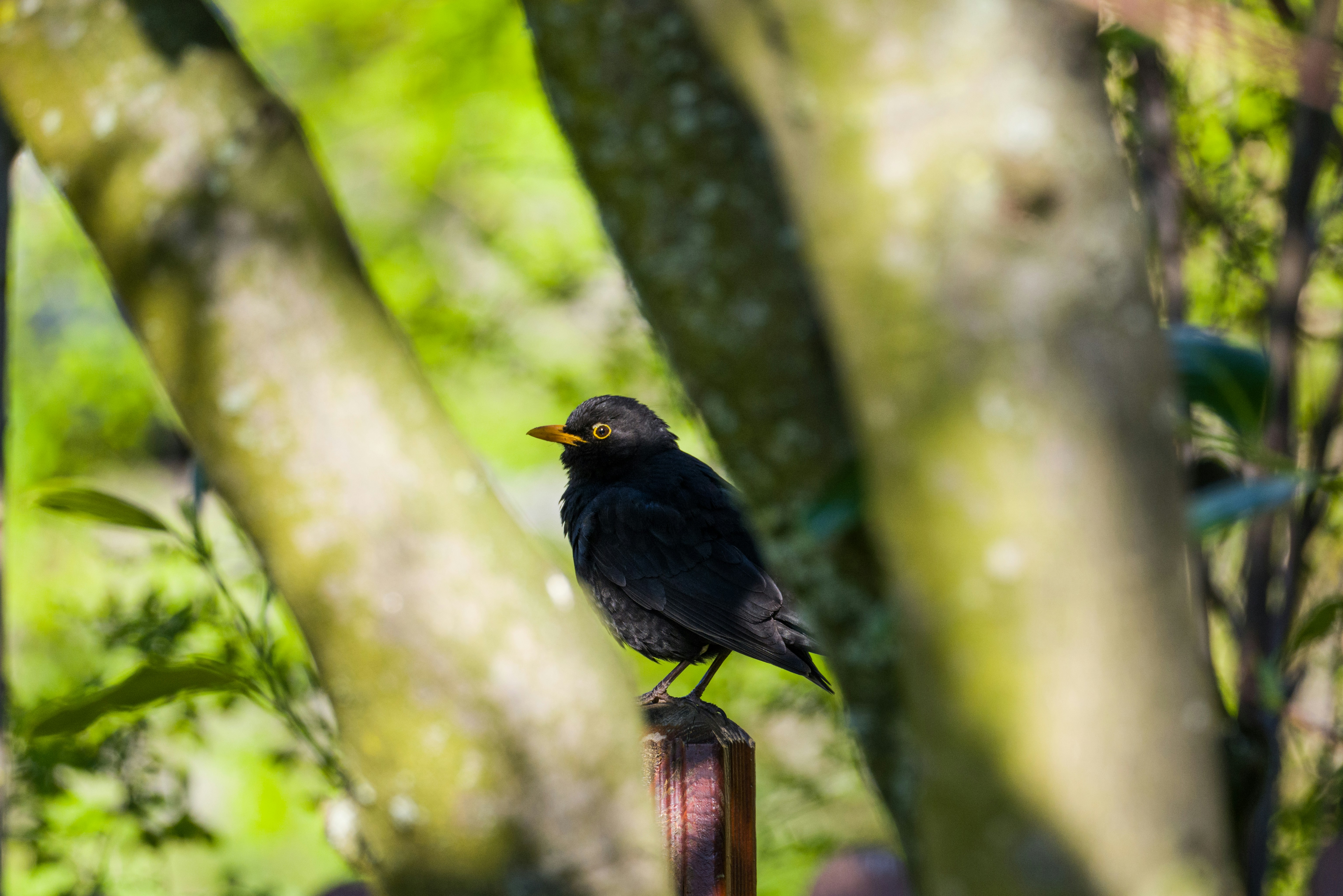 Photo by georgeiermann