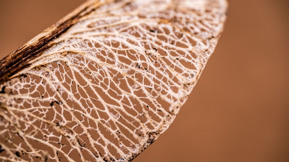 a close up of a leaf with a brown background