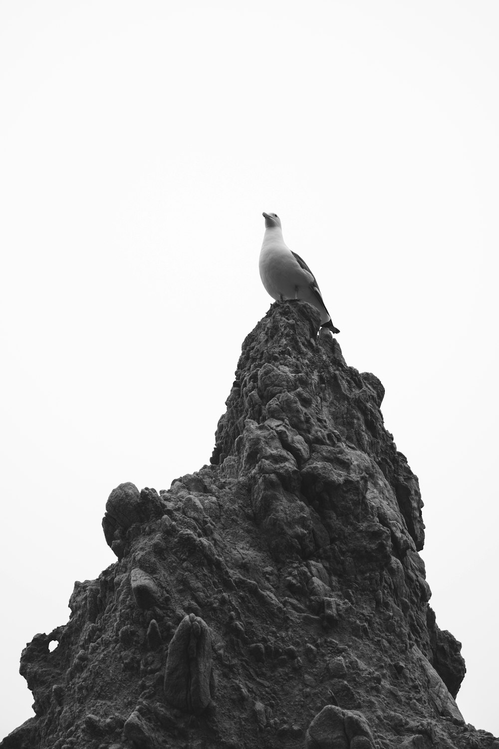 a black and white photo of a bird on a rock