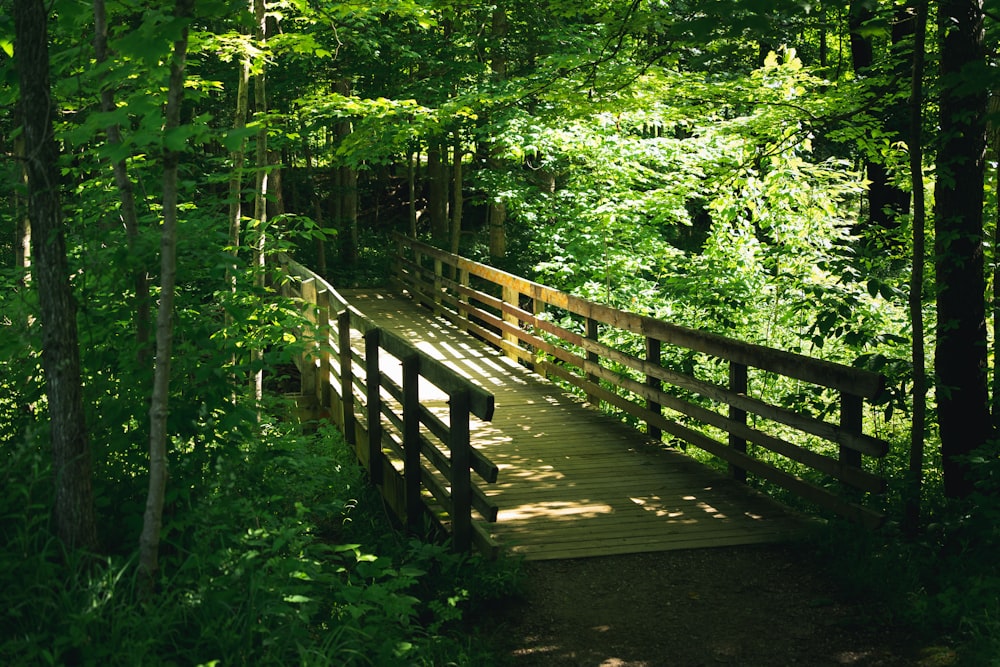 uma ponte de madeira no meio de uma floresta