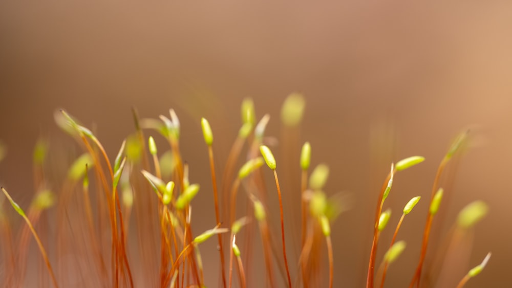 a close up of a plant with small leaves