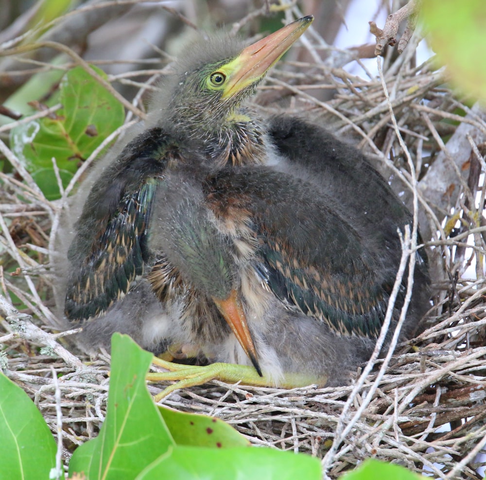 a baby bird is sitting in a nest