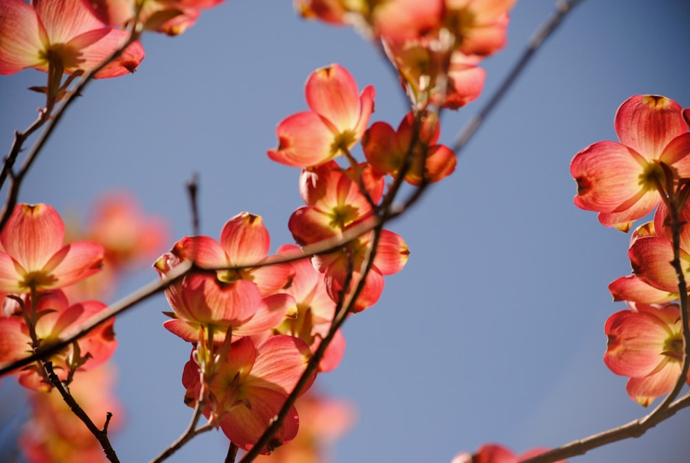 a close up of a tree with red flowers