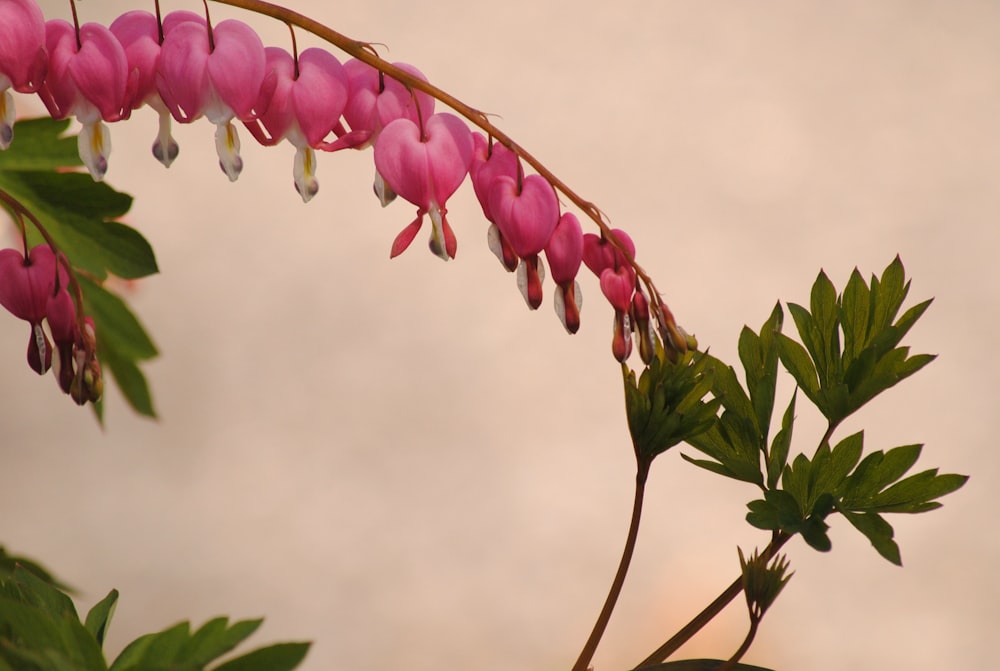 a plant with pink flowers and green leaves