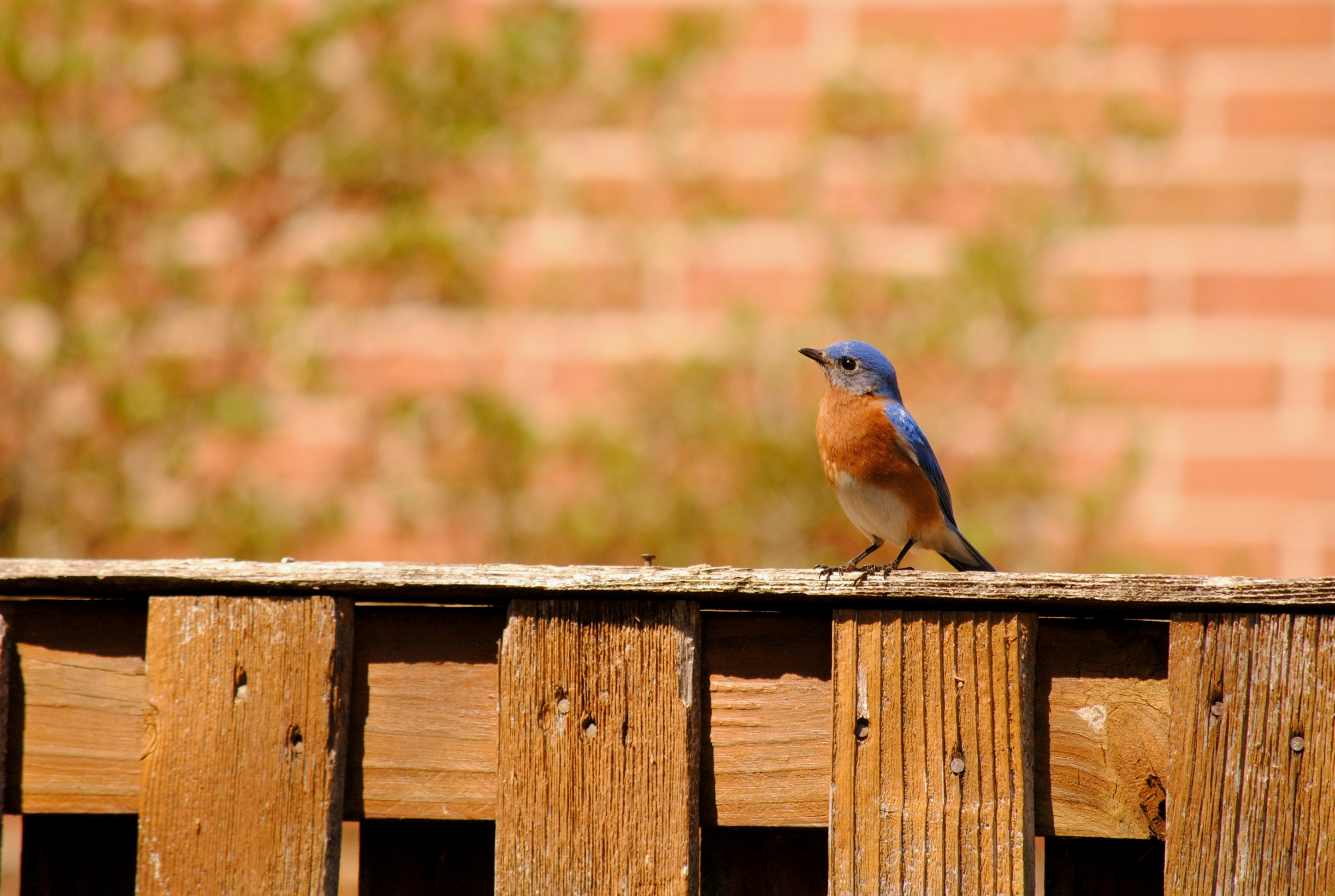 bird types and species