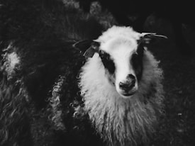 A monochrome image of a sheep with thick, curly wool and a dark, expressive face. The sheep wears an ear tag and looks directly at the viewer with a calm demeanor. The textured wool contrasts with the dark background, highlighting the animal's unique pattern.