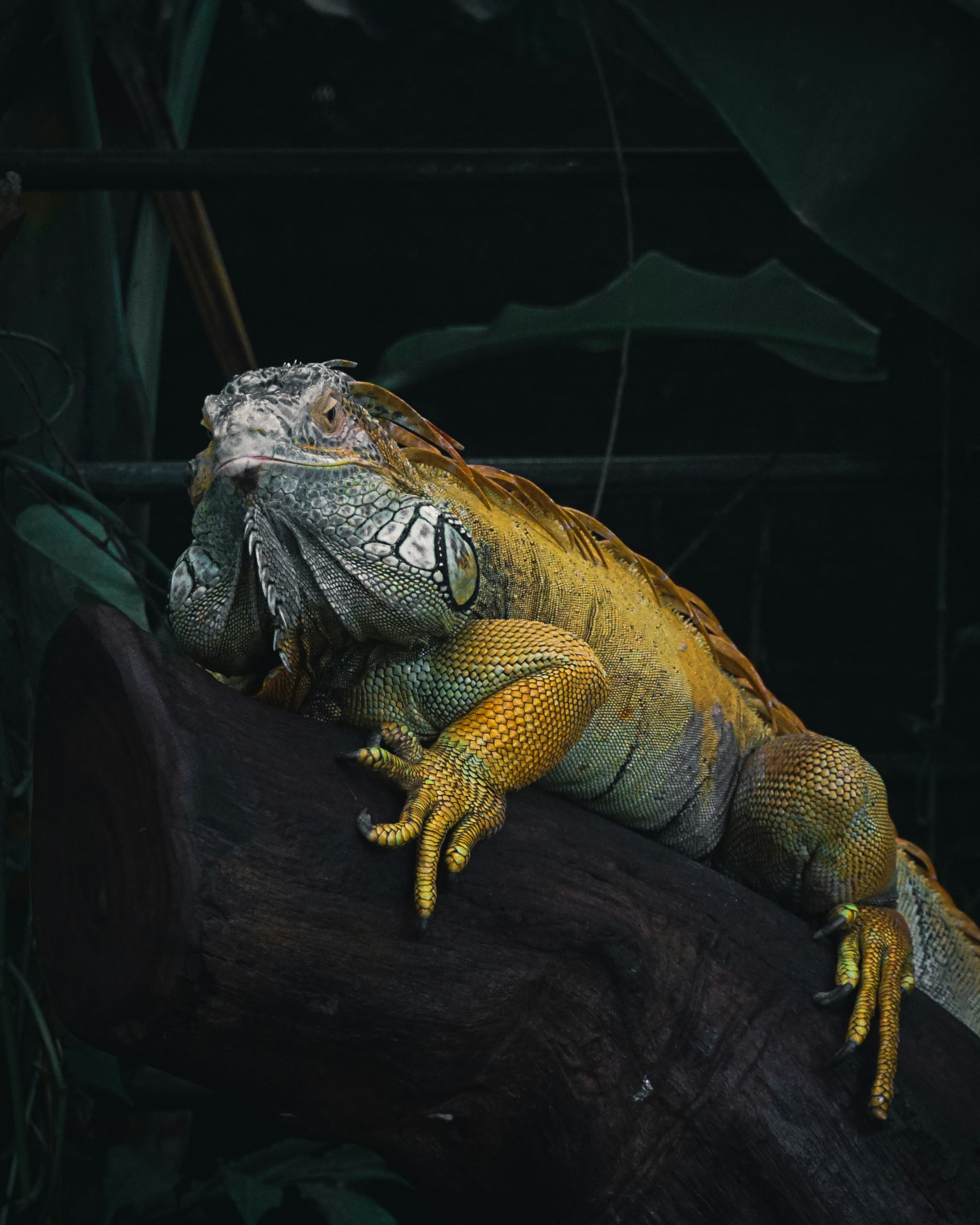 a large lizard sitting on top of a tree branch