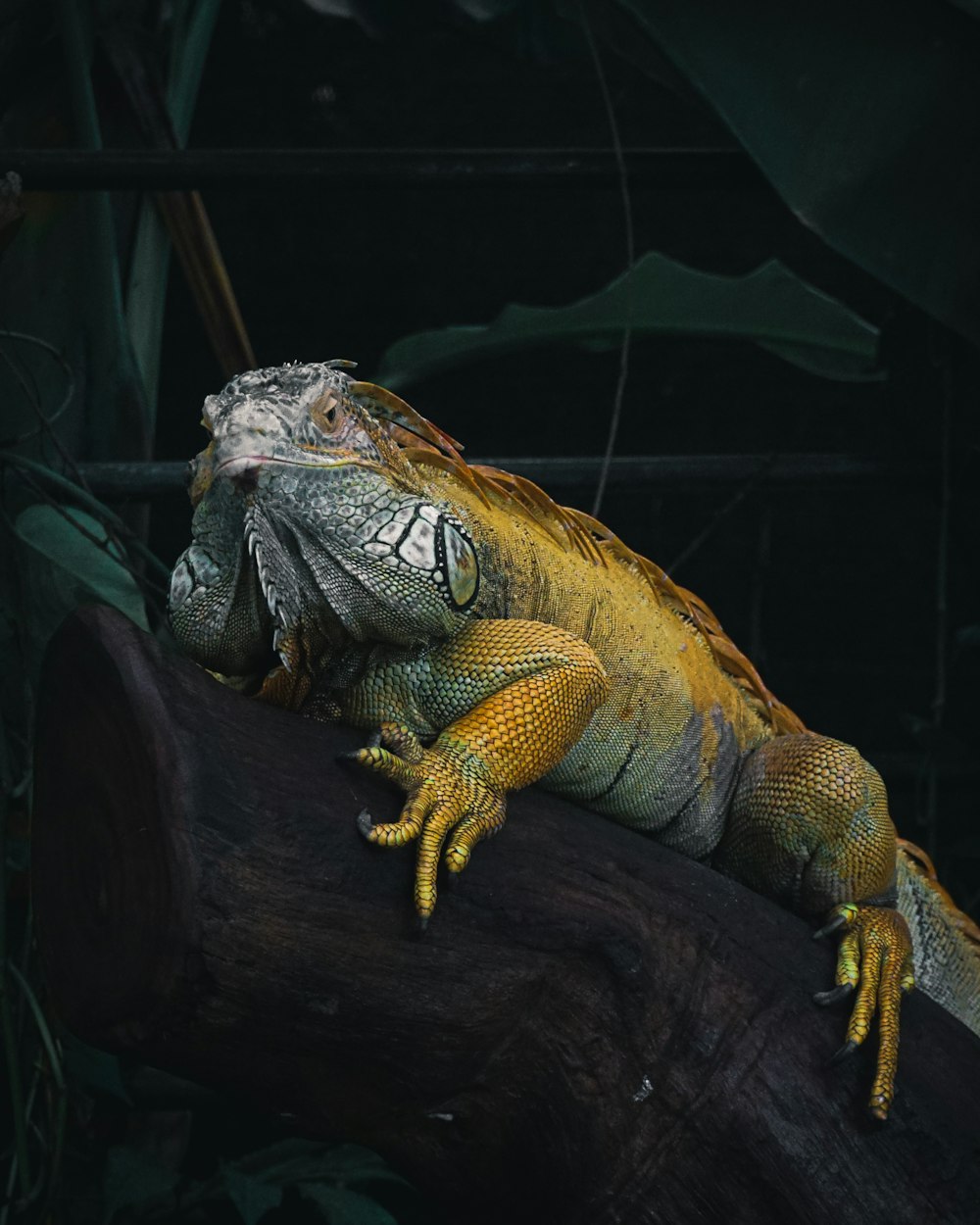 a large lizard sitting on top of a tree branch