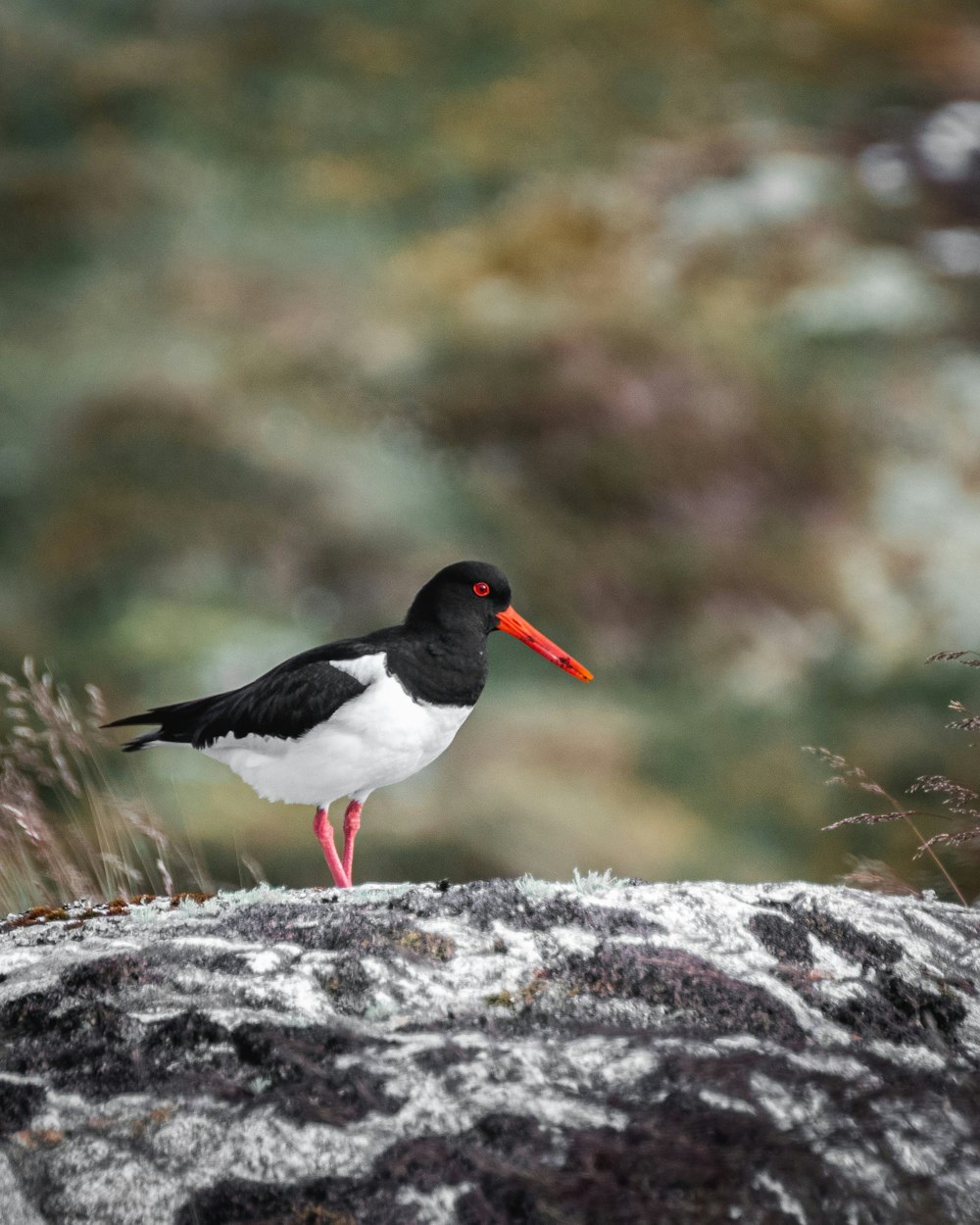 a black and white bird standing on a rock