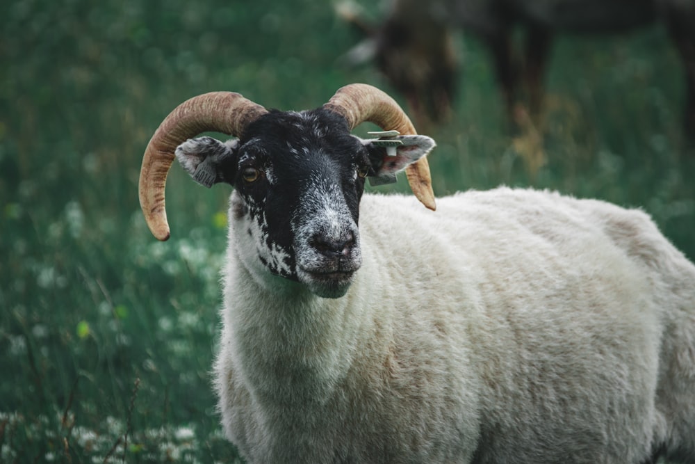 a ram with large horns standing in a field