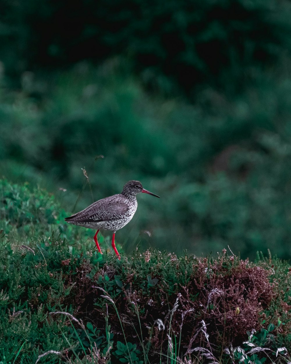 a small bird standing on a patch of grass