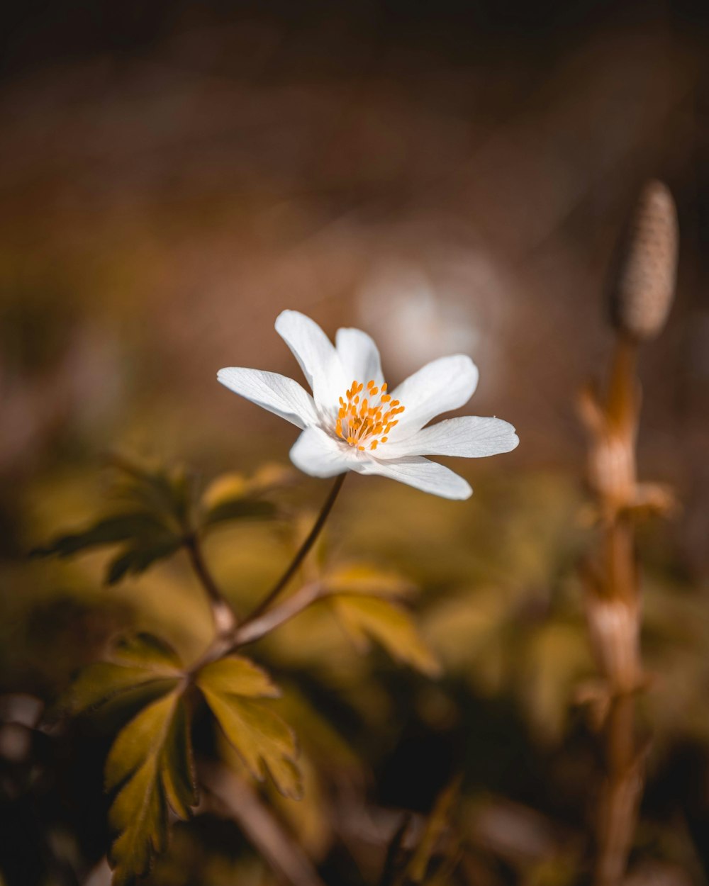 a single white flower with a yellow center