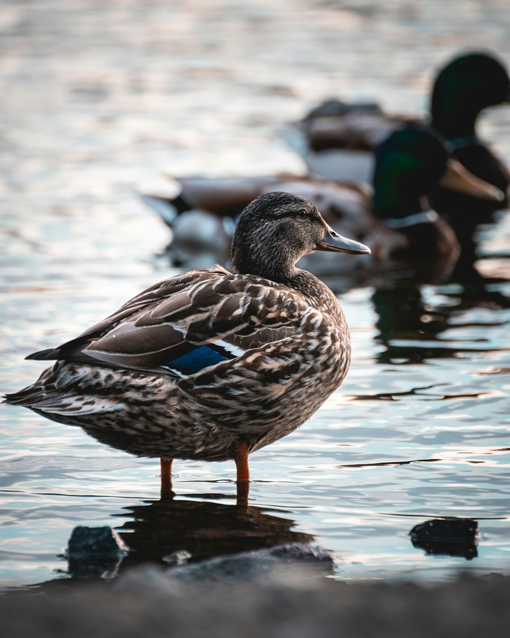 a group of ducks floating on top of a body of water