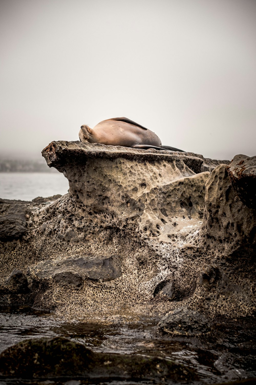 a seal laying on top of a rock near the ocean