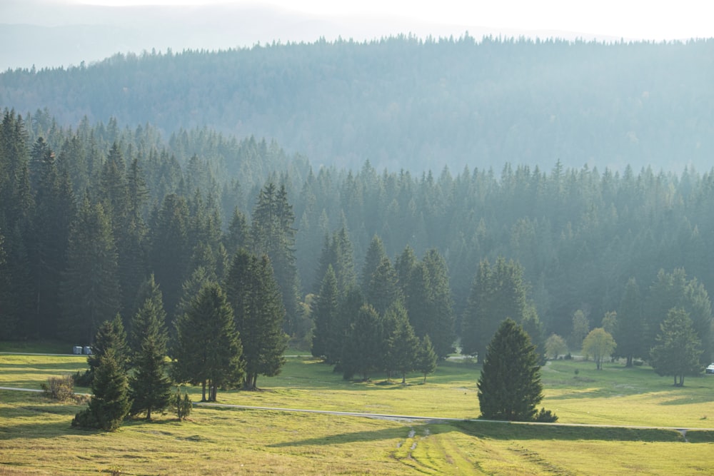 Un campo de hierba con árboles en el fondo