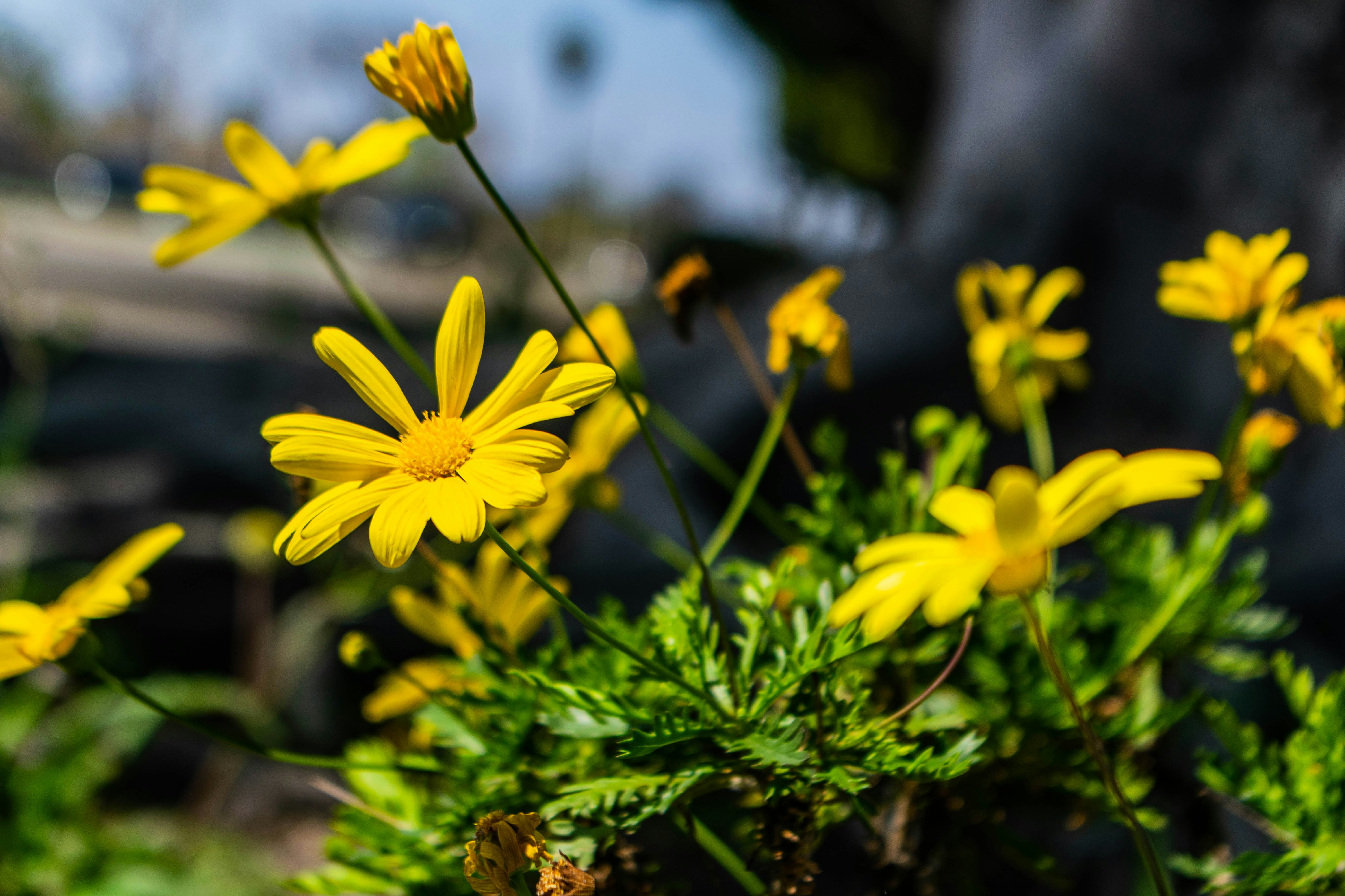 Photo by kwame_adufah