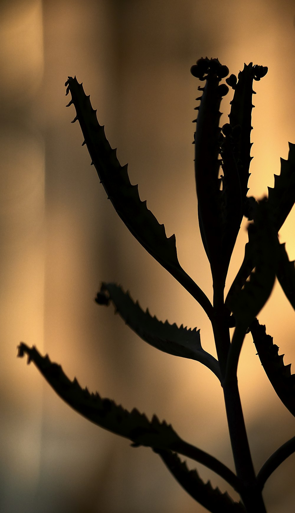 a close up of a plant with a blurry background