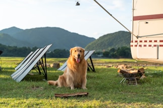 a golden retriever sitting in the grass next to a camper