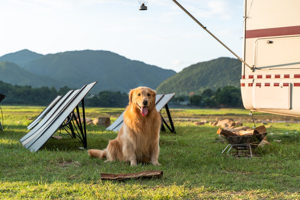 a golden retriever sitting in the grass next to a camper