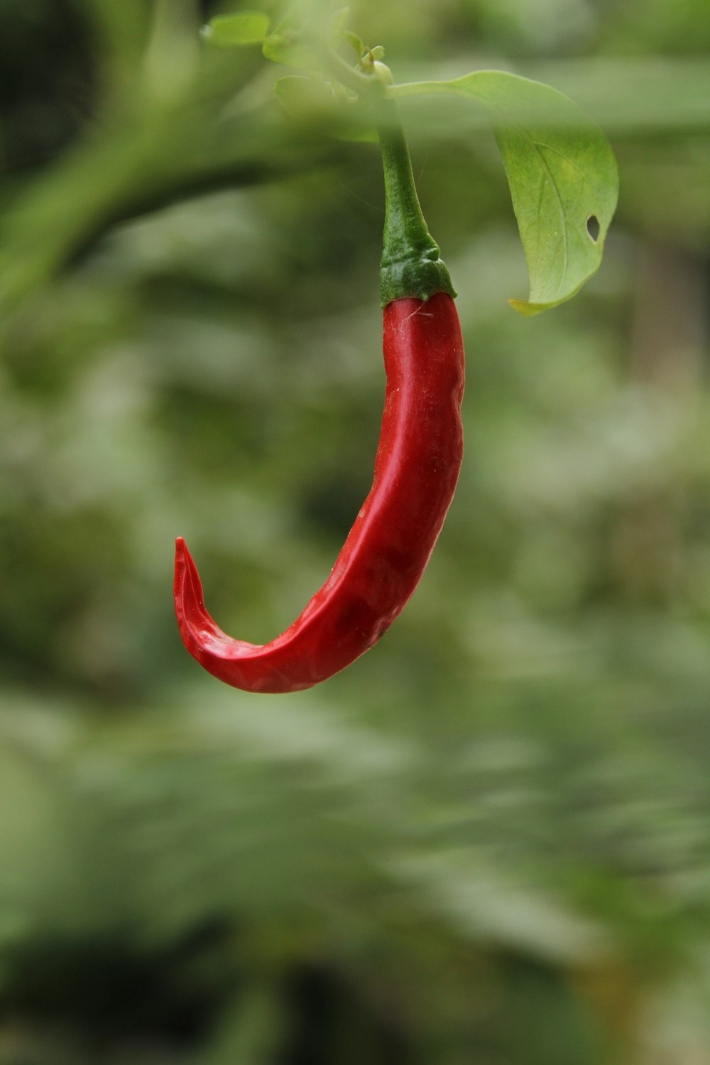 a red pepper hanging from a green plant