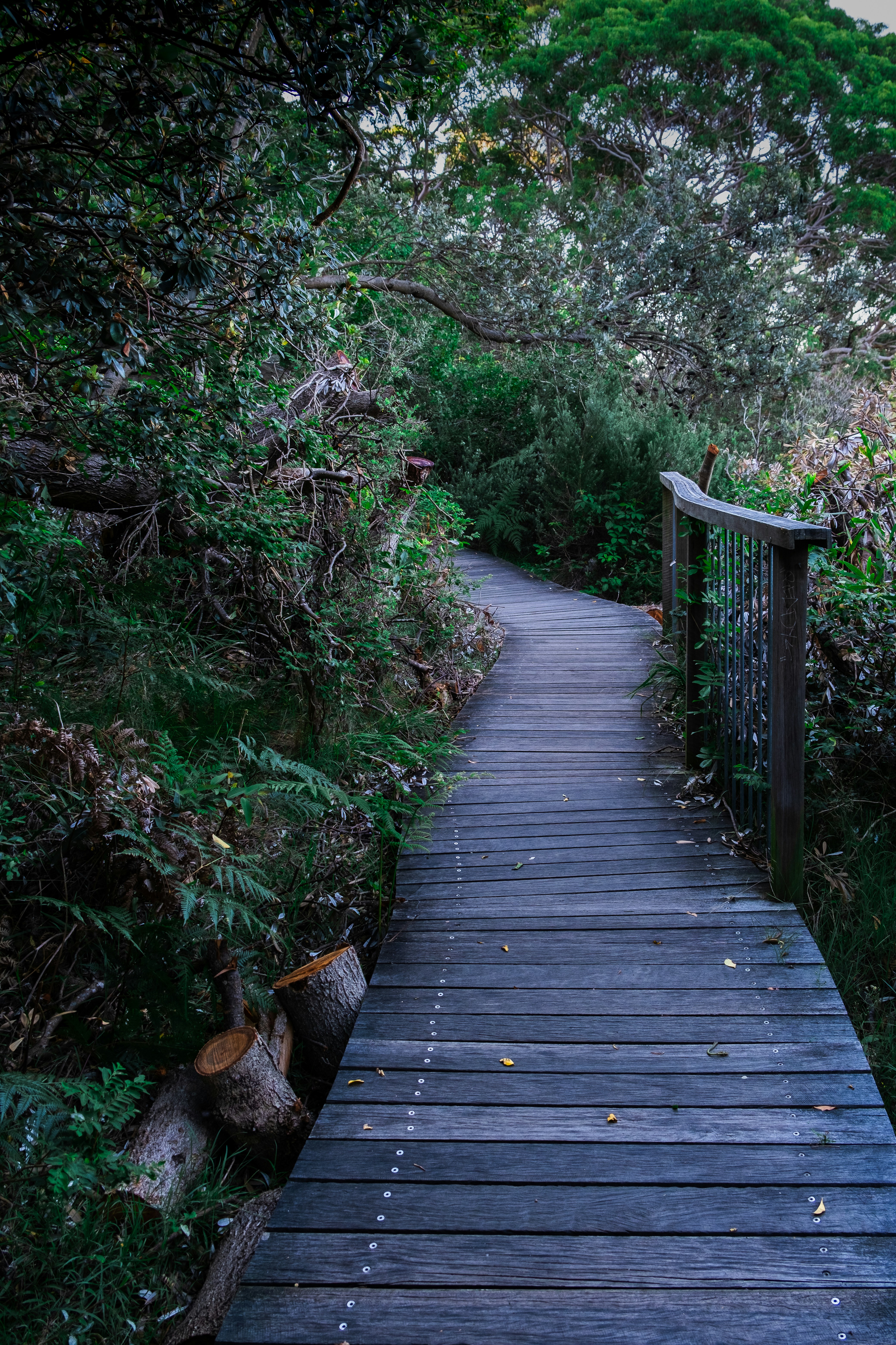 a wooden walkway in the middle of a forest