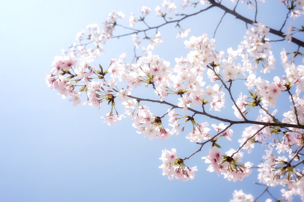 a branch of a blossoming cherry tree against a blue sky