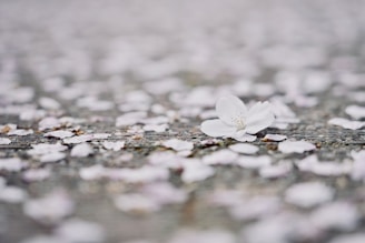 Close-up of delicate white petals gently falling, evoking calm and reflection.