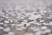 Close-up of delicate white petals falling softly onto a wooden surface.