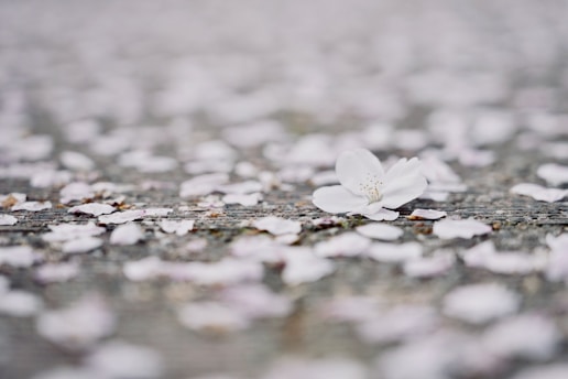 Close-up of delicate white petals gently falling, evoking calm and reflection.