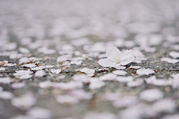 Close-up of delicate flower petals softly scattered on a wooden floor, evoking gentle spirituality.