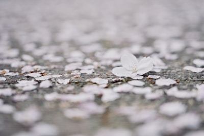 Close-up of delicate white petals falling softly onto a wooden surface.