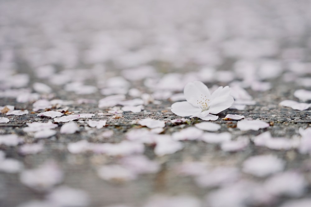 a white flower is laying on the ground