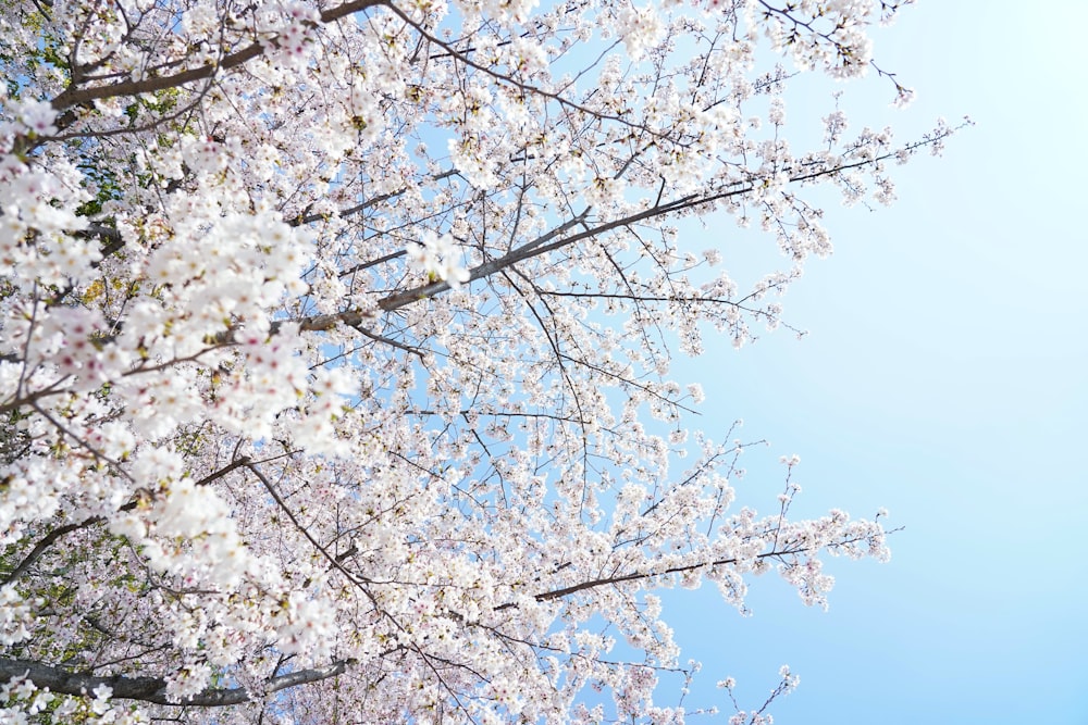 a tree with white flowers and a blue sky in the background